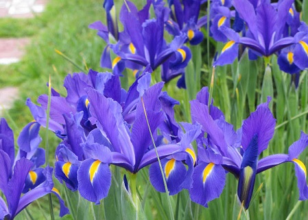 blue iriss close 40 m.jpg